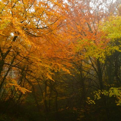 /magnoliaAuthor/steinway.com-japan/ja/spirio/spirio_spotlight/october-2025